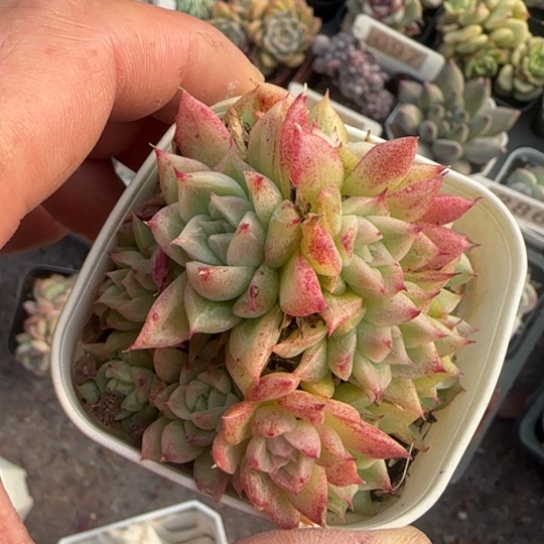 48麦秆多肉植物多