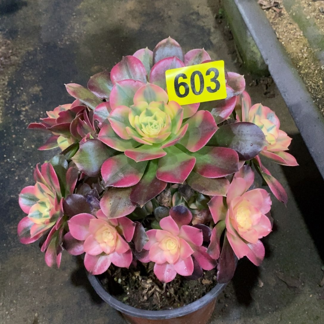 香妃多肉法师603