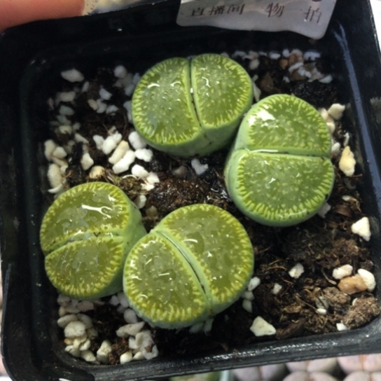 0020，两颗双头绿光阳