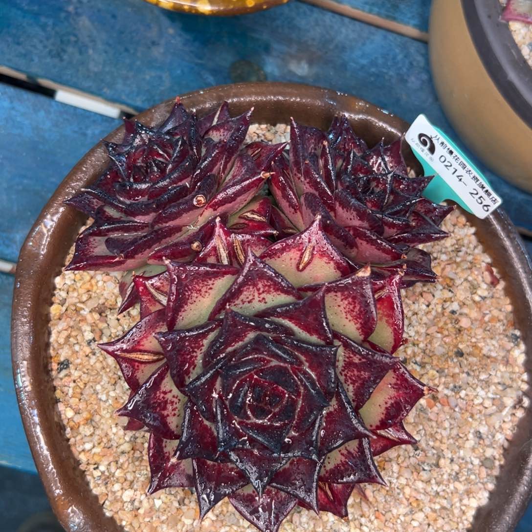 多肉一物一拍0214-256