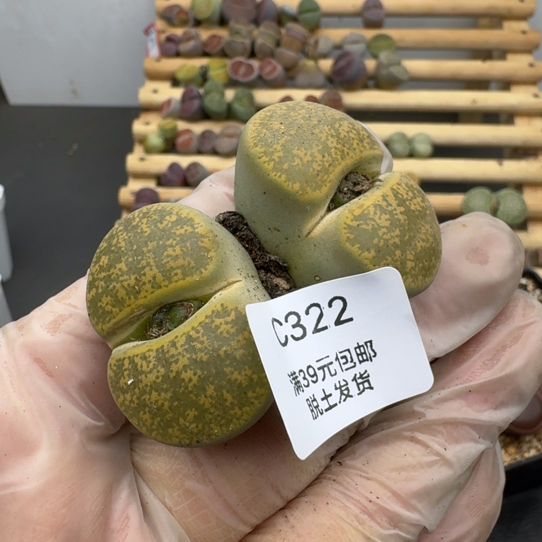 322哈哈哈哈哈哈哈哈哈