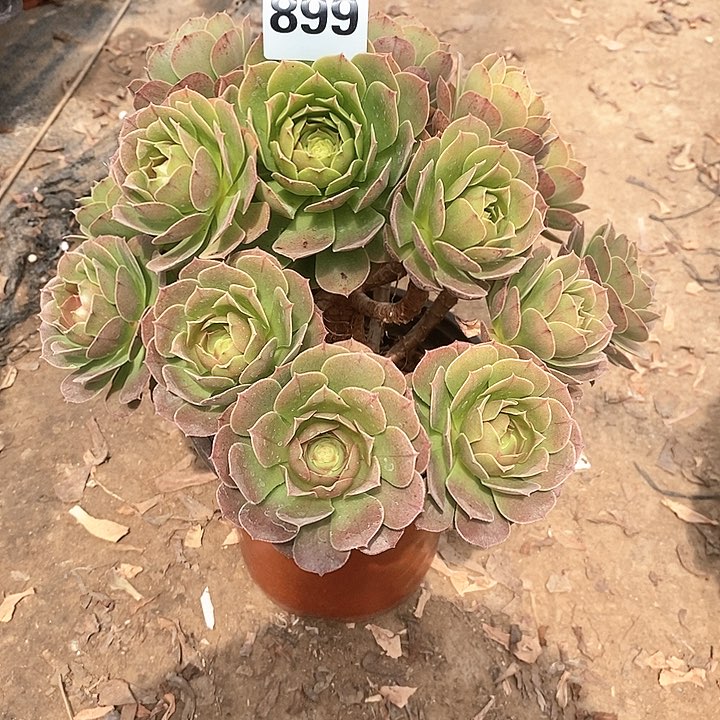 法师植物一物一拍899