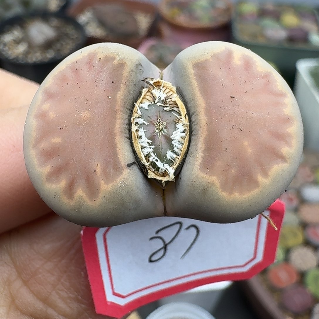 87多肉哈哈哈哈哈哈