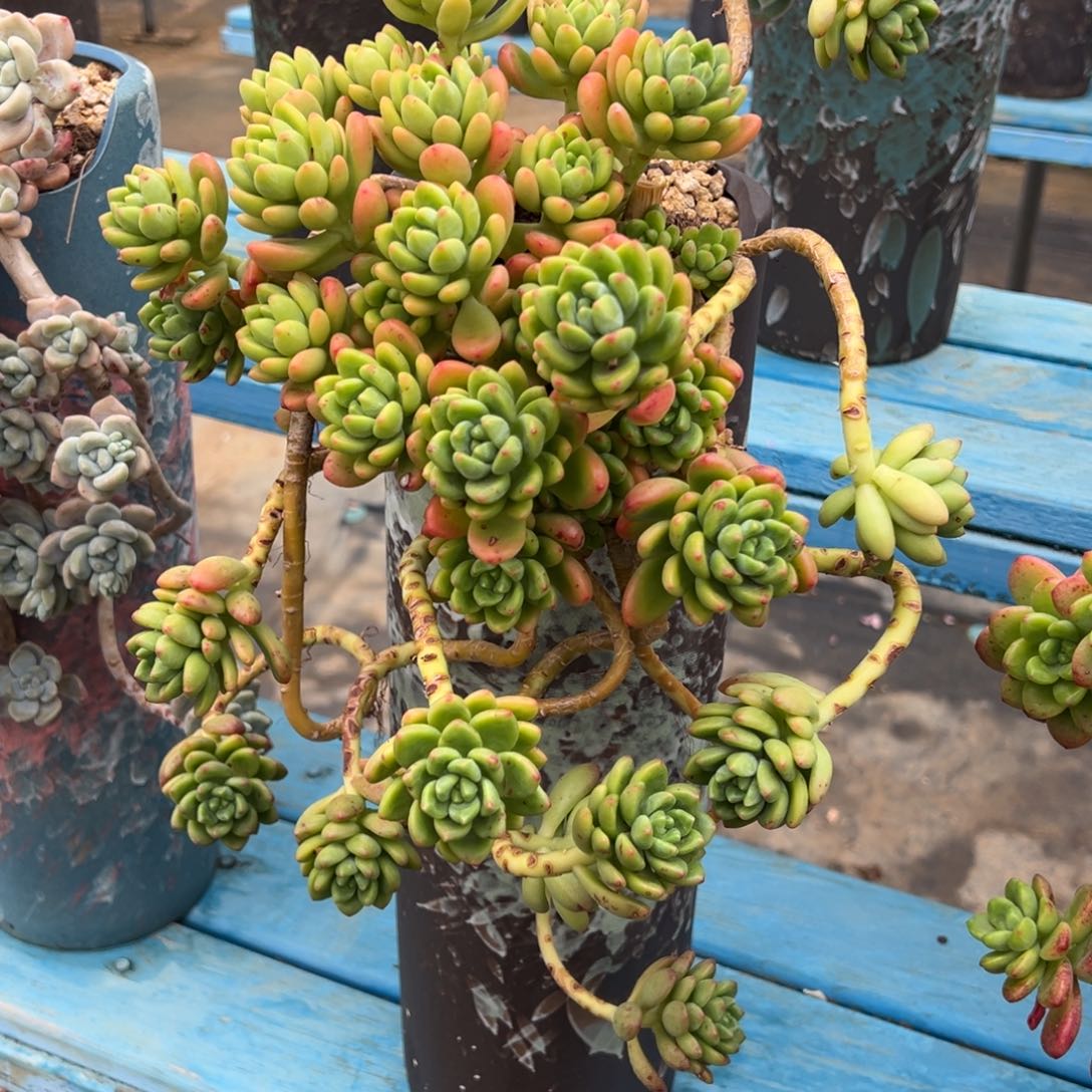 露养老桩悬崖香格里拉