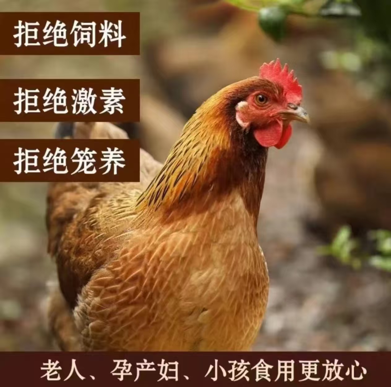 单只皖南黑脚老母鸡净重3斤蛋花黄油土鸡煲炖汤走地鸡跑山鸡