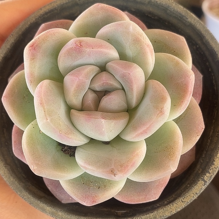 春节福利冰玉老桩