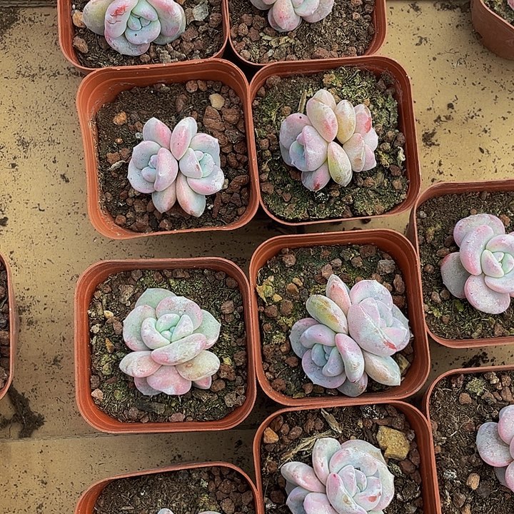 双头粉奶茶带盆土发