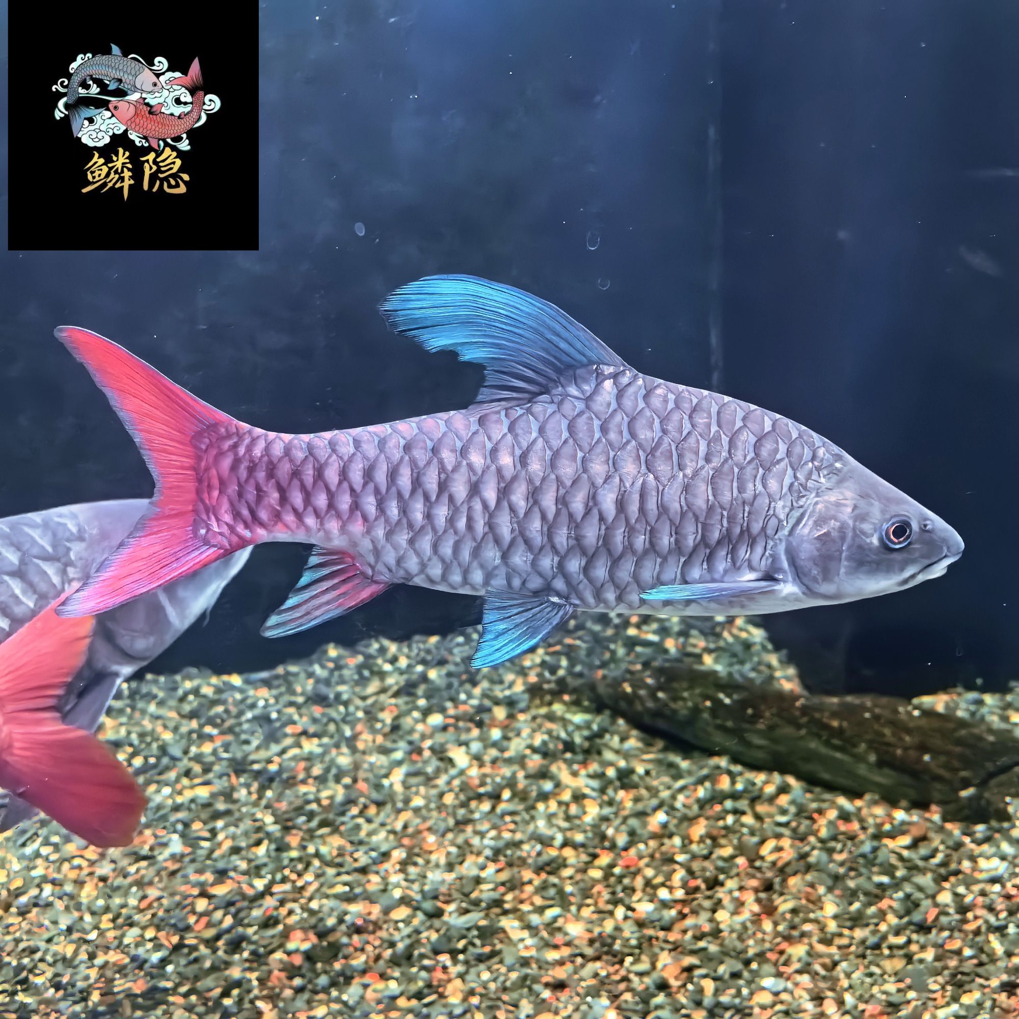 非洲彩虹吉罗 蓝彩虹吉罗鱼观赏鱼