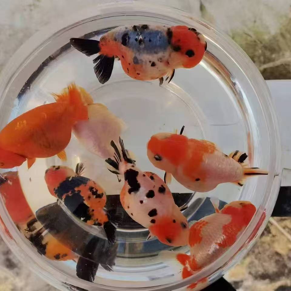 直播链接冷水观赏鱼淡水鱼具体尺寸品种品相直播间为主入缸不赔付