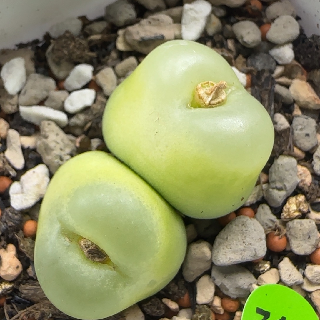 拉登双头1.8-2.2多肉植物711