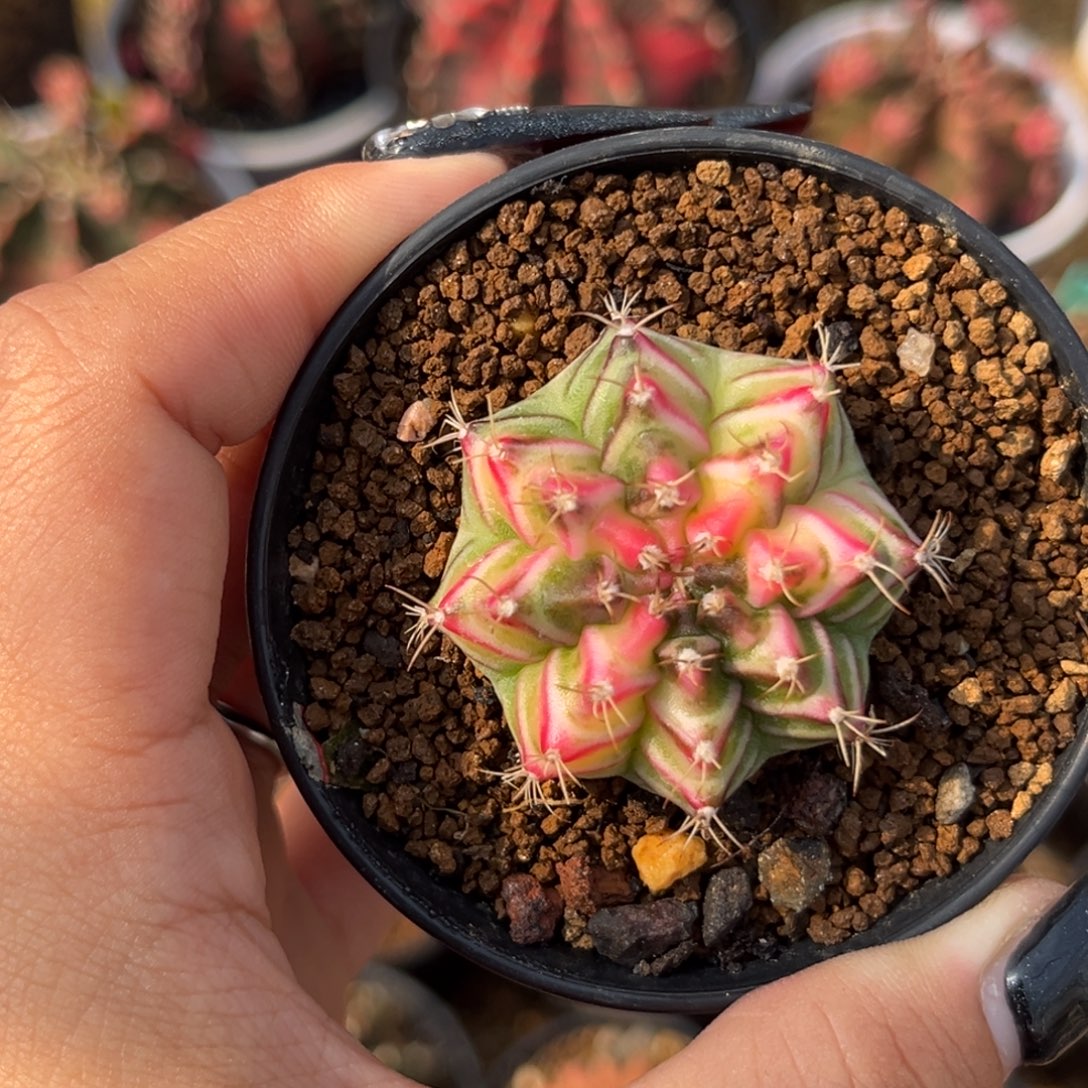 泰系米哈 带盆土发货