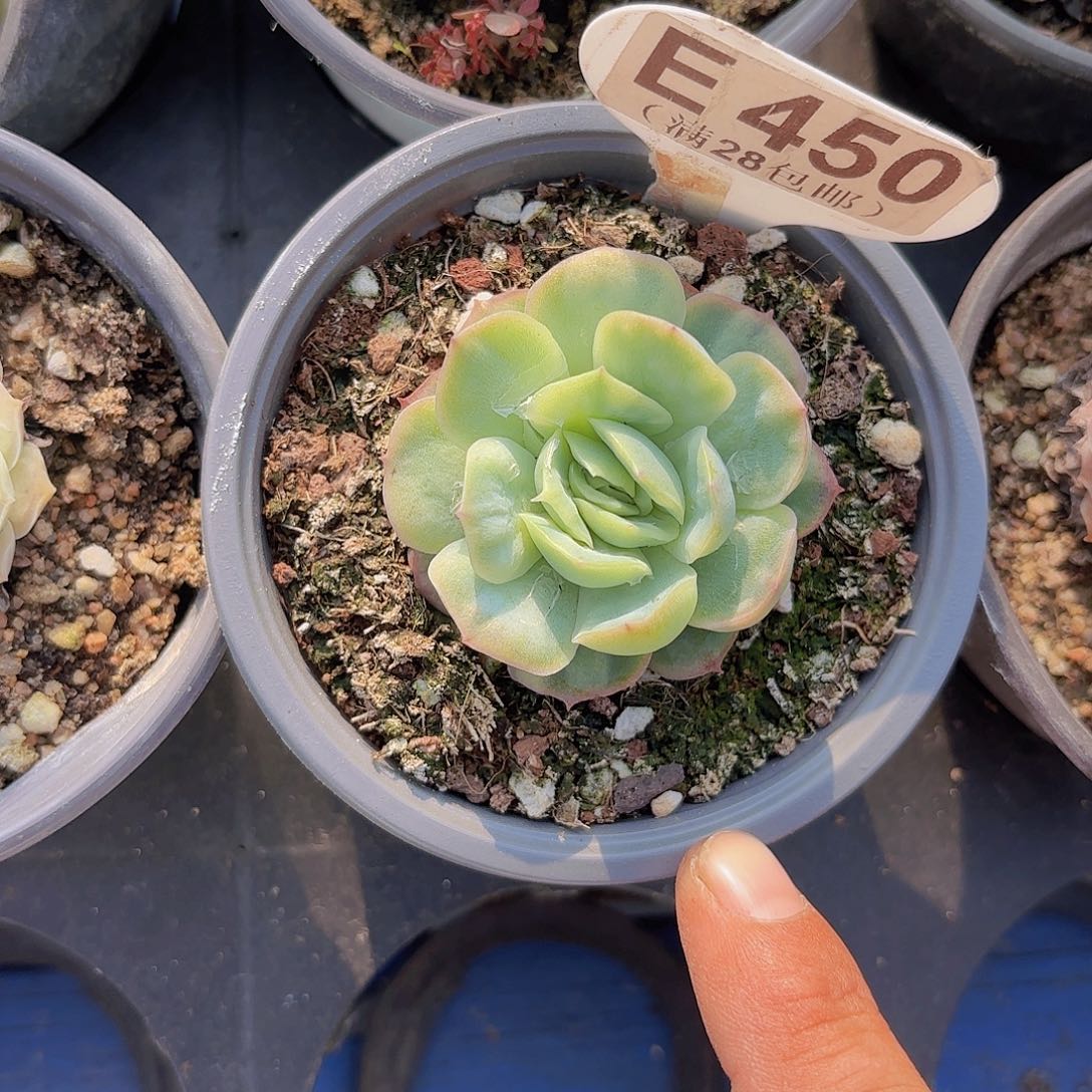 E450泡泡纱裙一物一拍