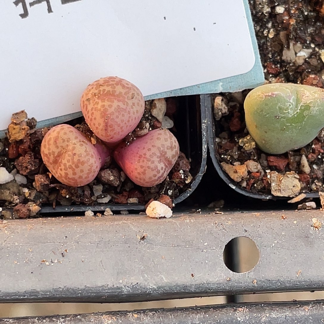 莫***白2-164肉锥多肉植物