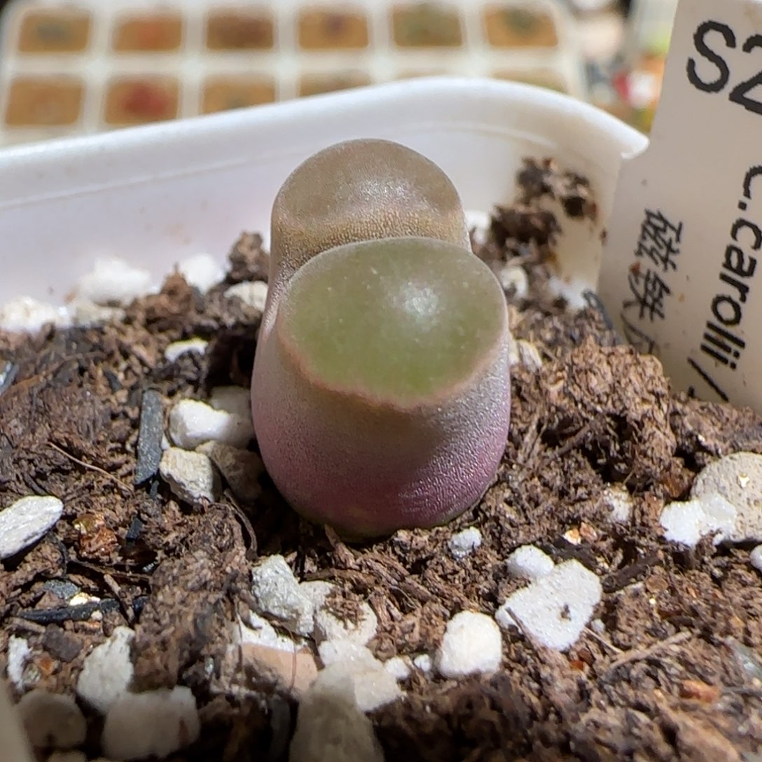 肉锥多肉植物组合-磁铁618