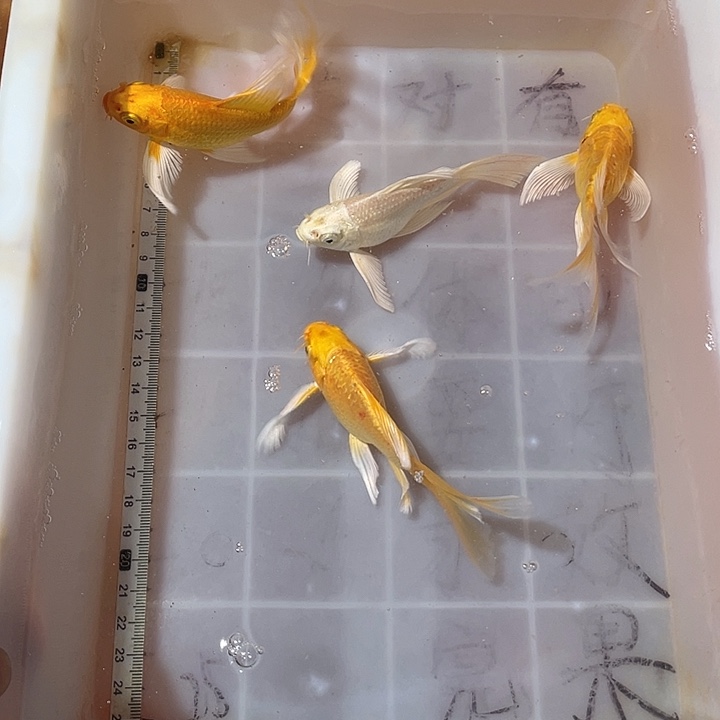 蝴蝶鲤鱼渔场直发82