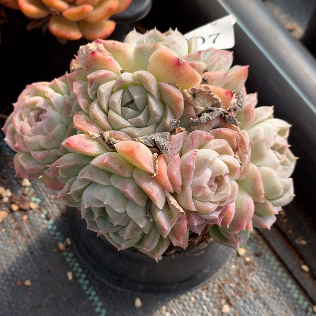 907新年快乐发发发