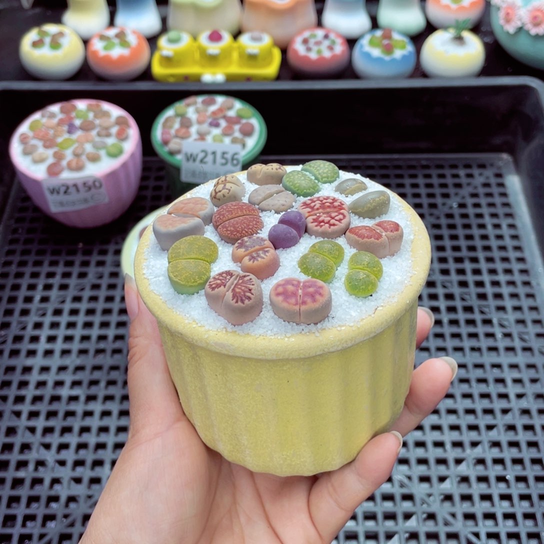 _***w2158 带盆土发货一物一拍