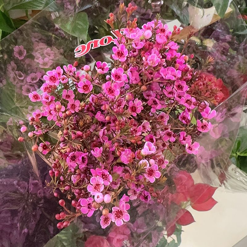 【鲜花】腊梅粉色1束