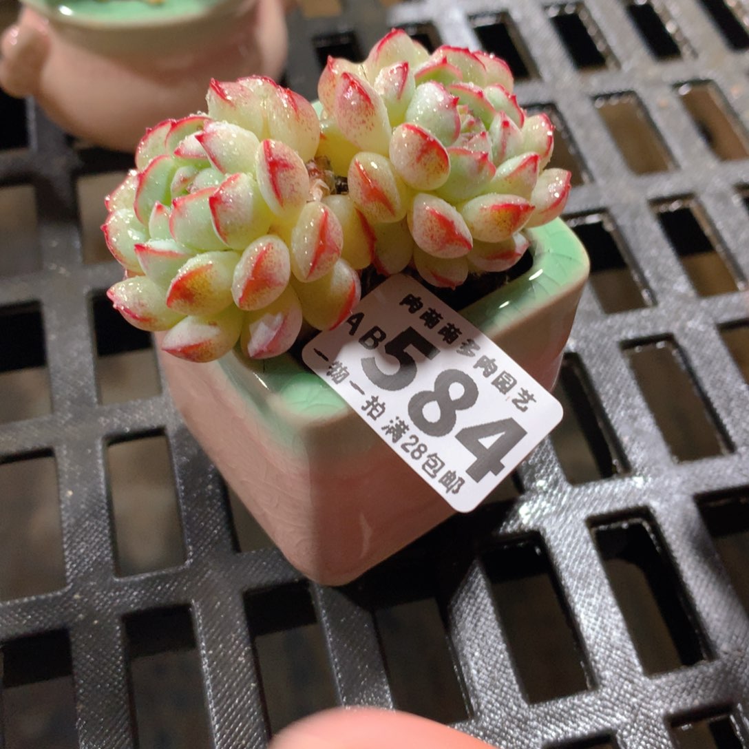 肉萌萌拇指盆精控多肉AB584