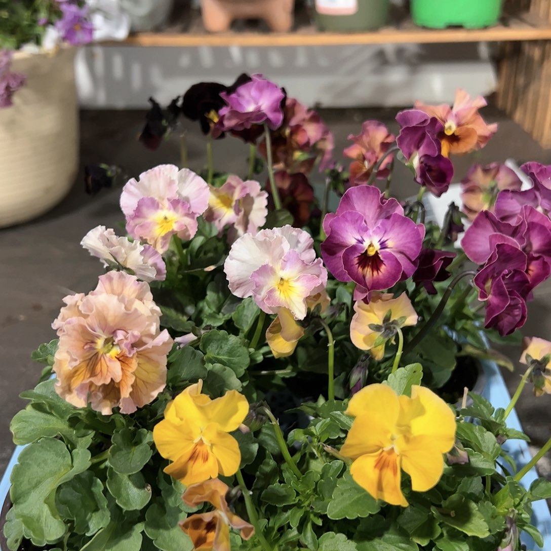 【闪购商品】109号