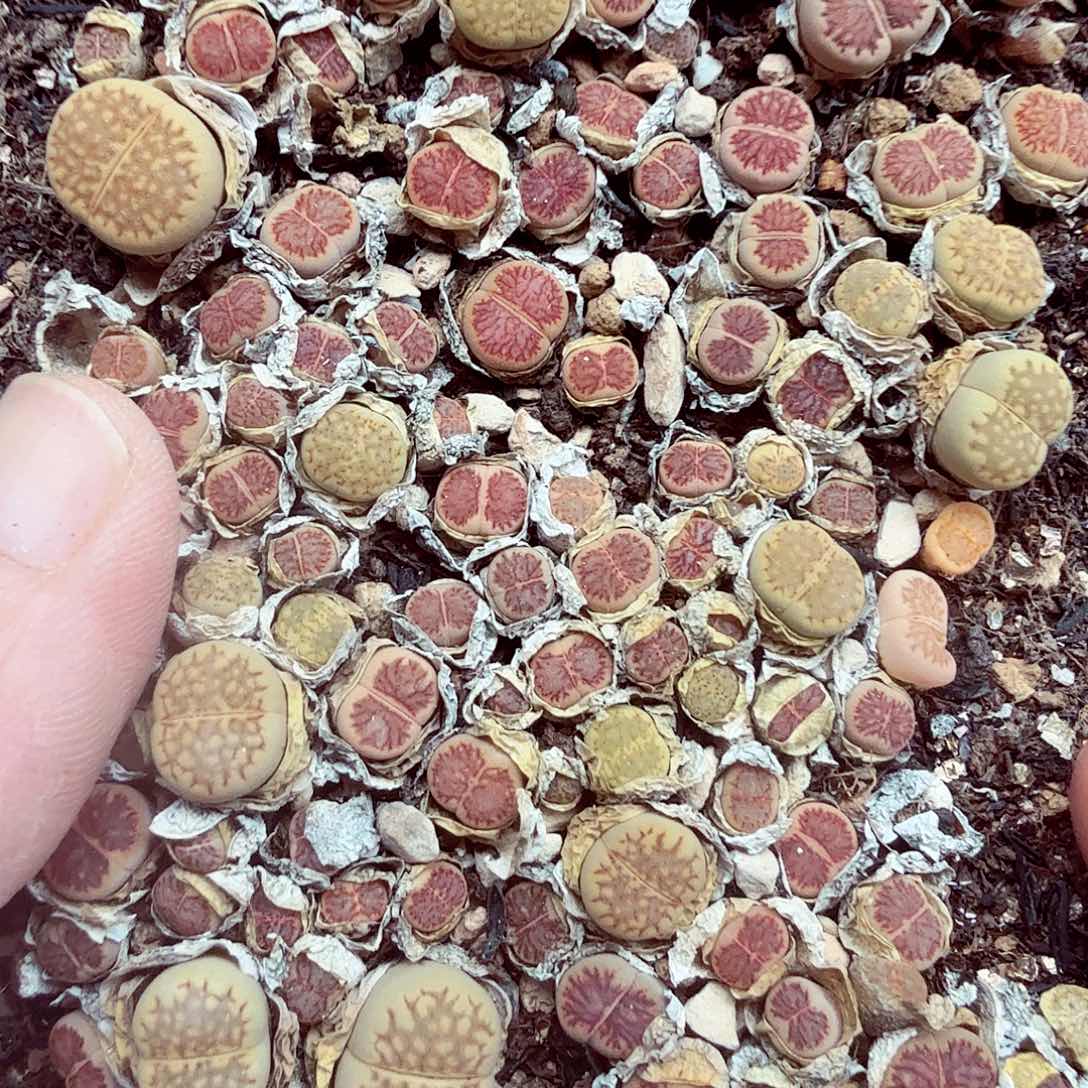 我想吃东西就先不011