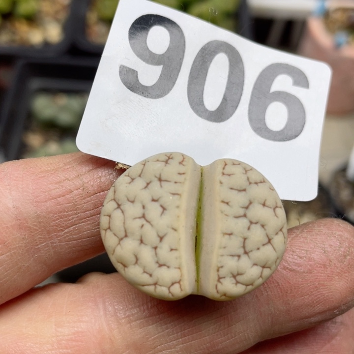 906红纹荒玉母本