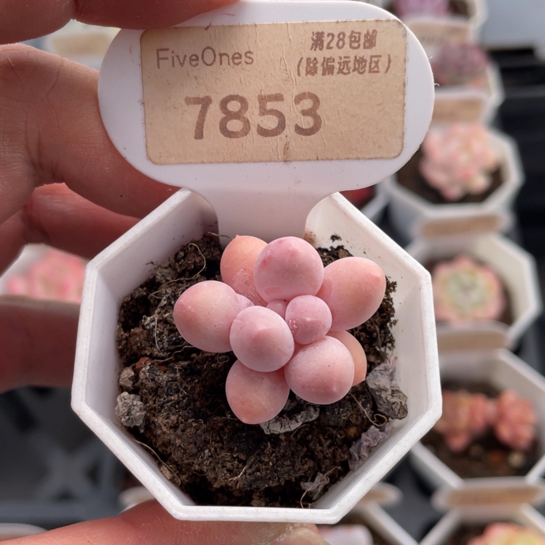 汤圆7853-3.0厘米