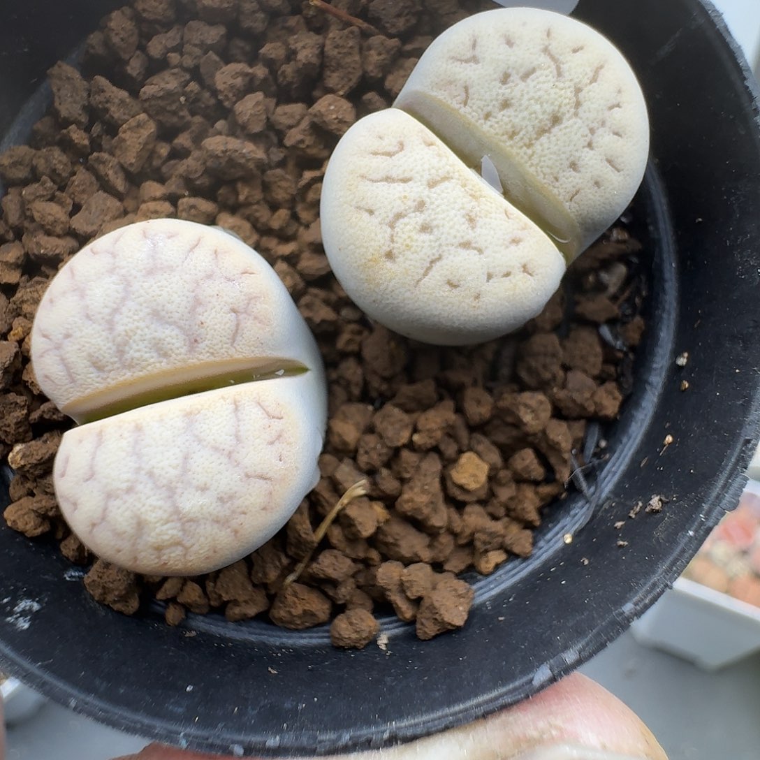 135多肉哈哈哈哈哈哈哈