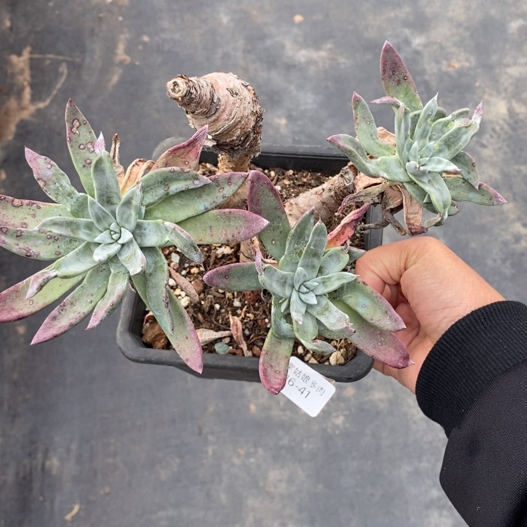 41号苹果叶瑕疵瑕疵