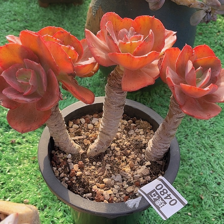 初吻0480多肉植物