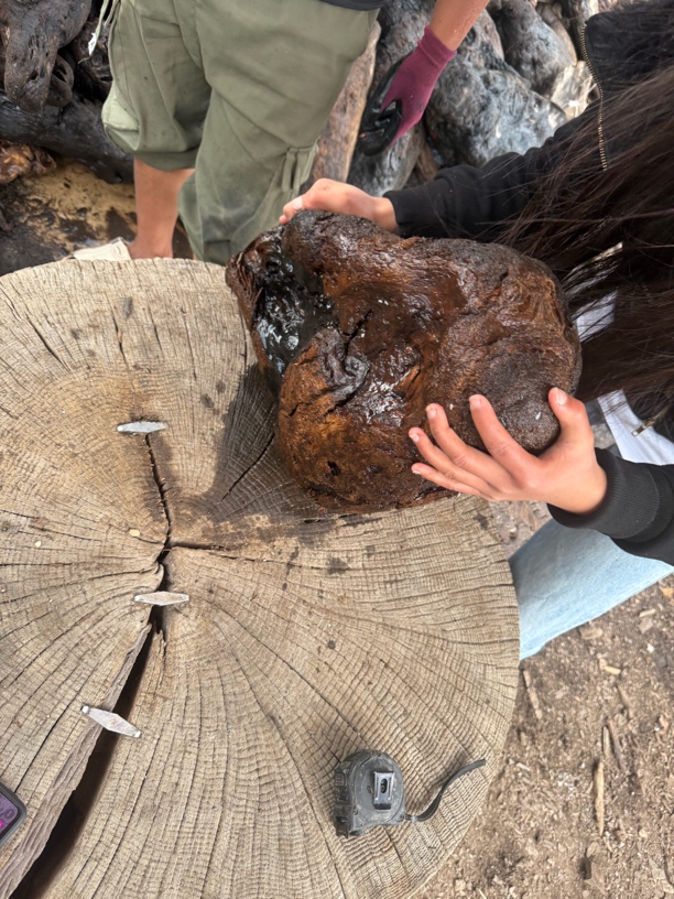 民间使用风化木漂流木