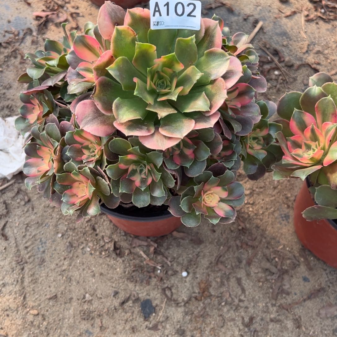 102香妃多肉植物法师