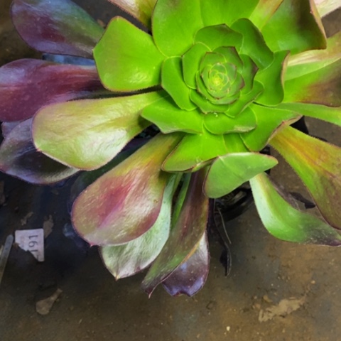 巫毒酒杯多肉3973