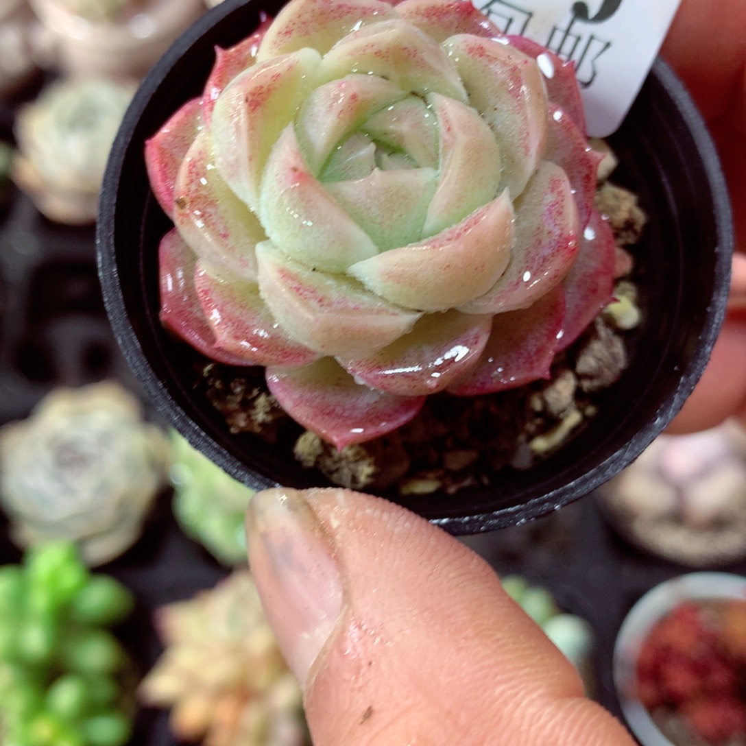 5厘米盆精控多肉724