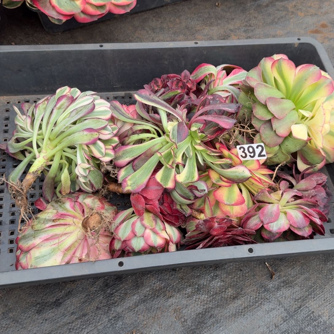 392多肉植物一筐14颗特价
