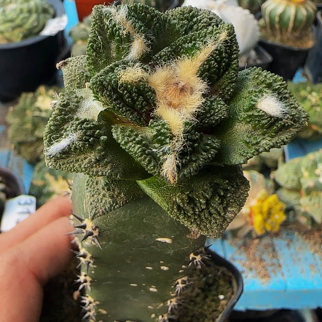 辛顿168仙人球开花