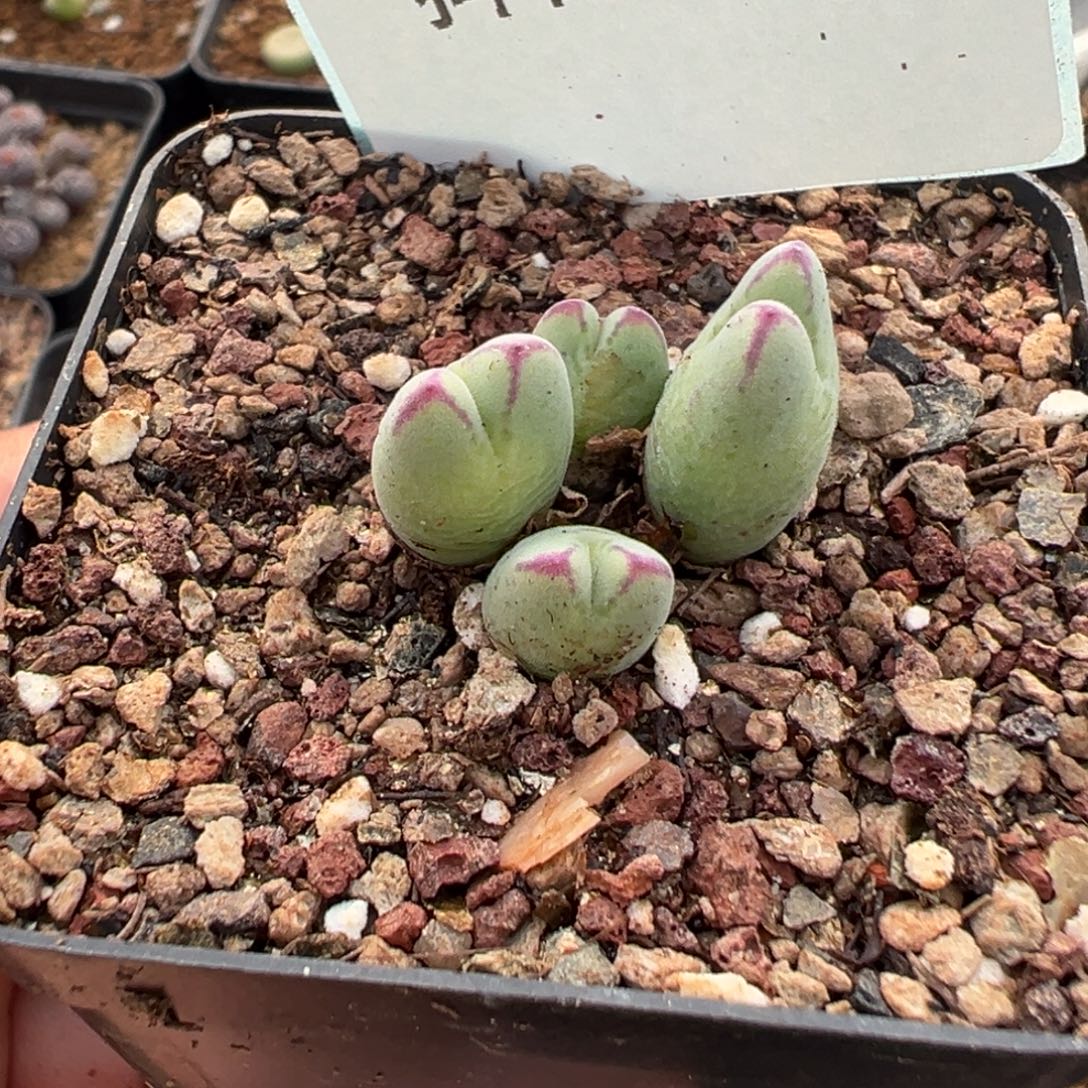 6-96肉锥多肉植物，