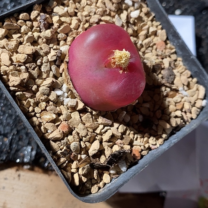 29371。  蟠桃。带盆。 