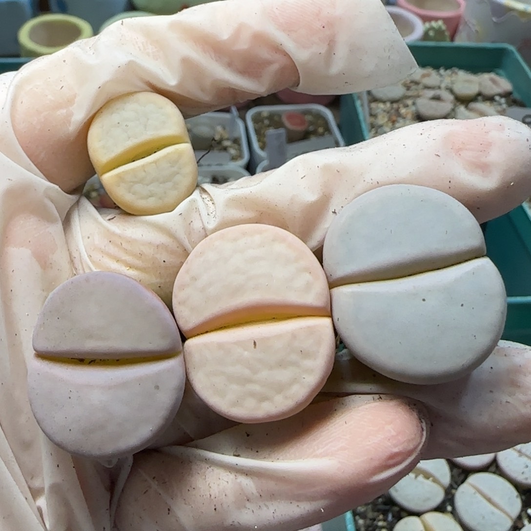 1。12。7031。白曲彩套 捡漏。