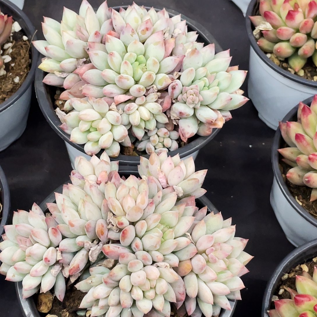 整桩无砍多头明珠美人一颗