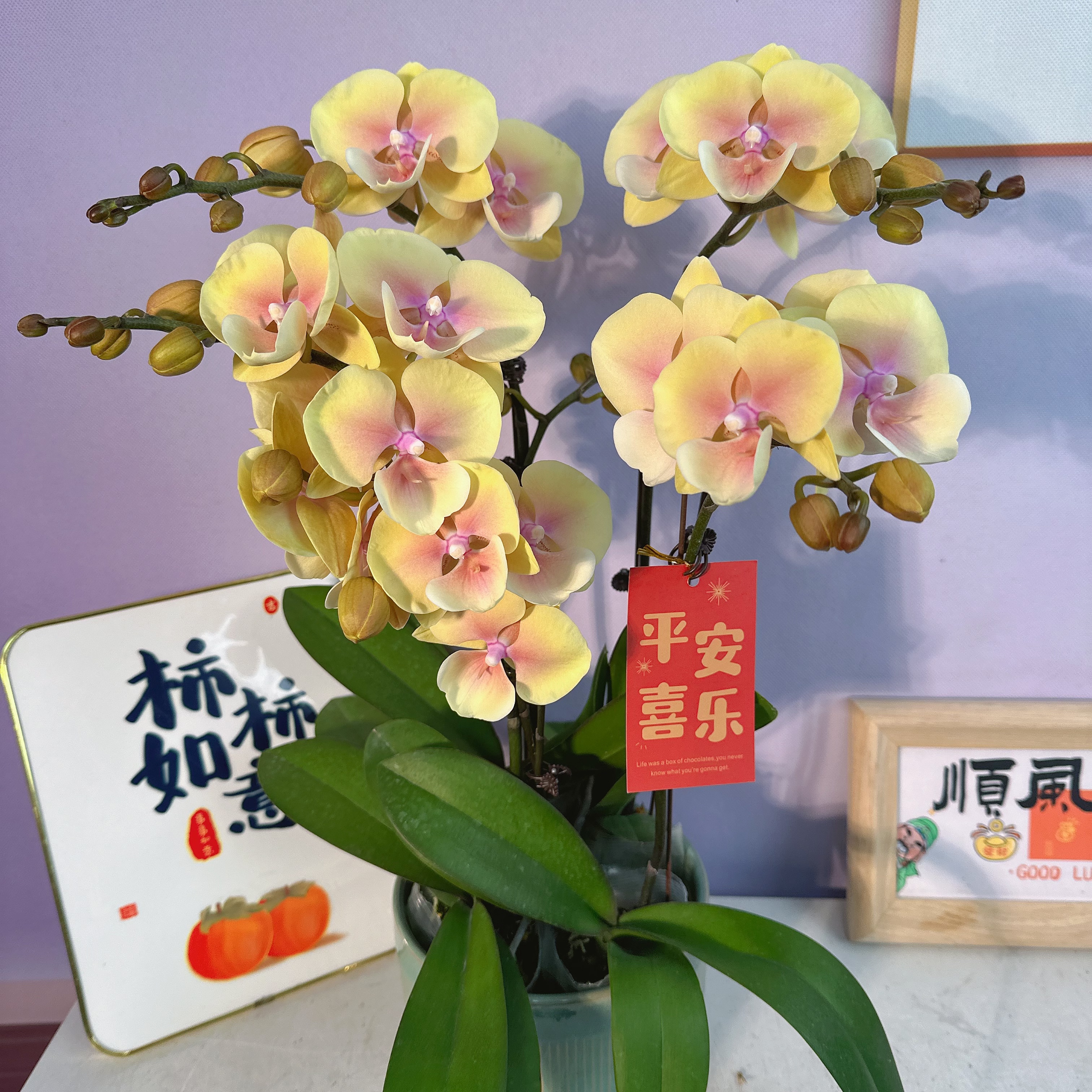 A3【桃面玉唇】高端精品蝴蝶兰室内盆栽/家庭花卉