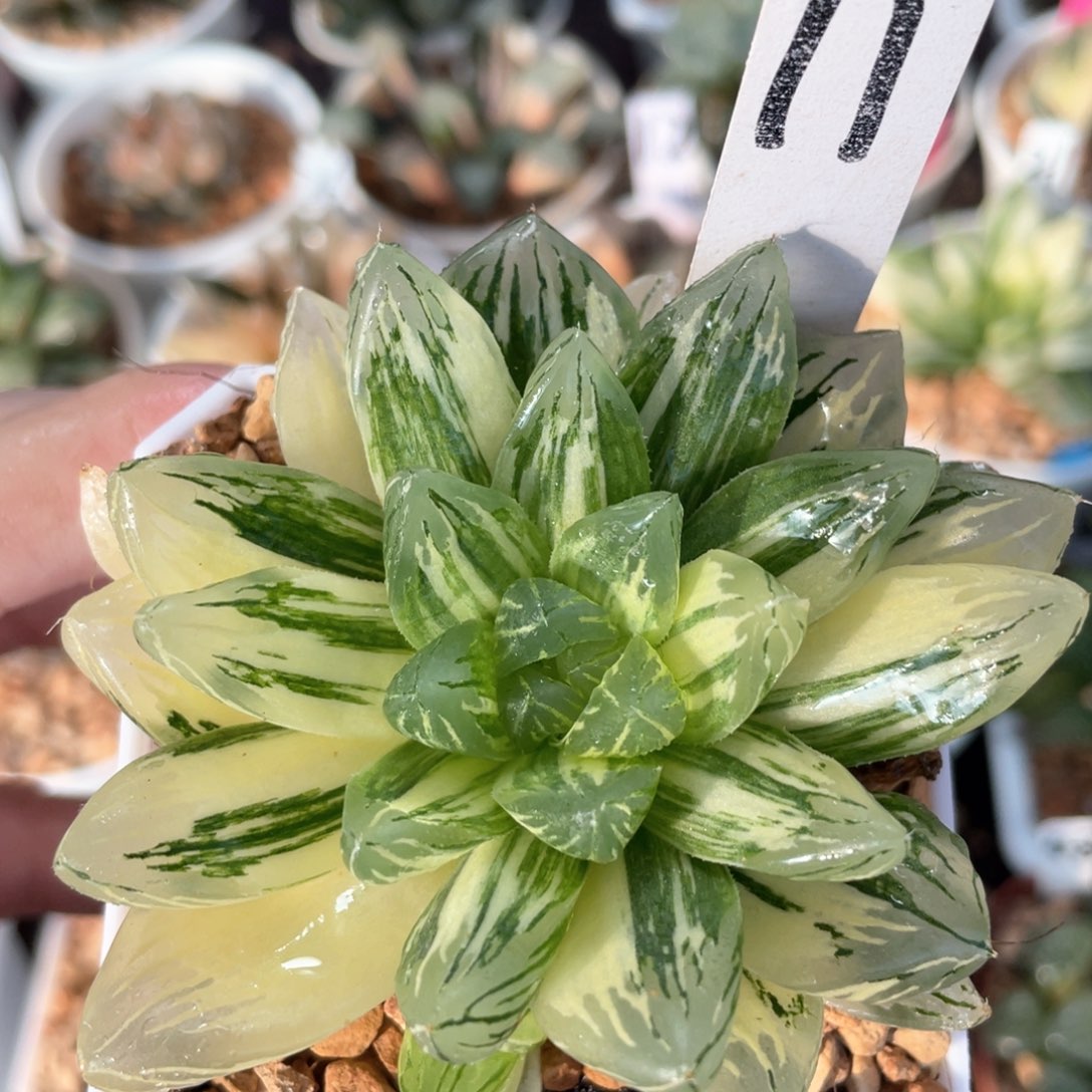 11花火锦。          
