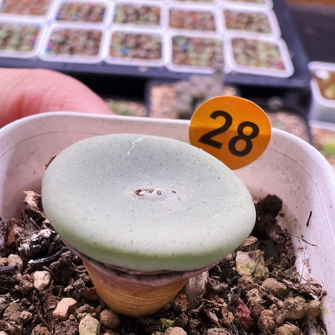 28号酒杯福利特……..