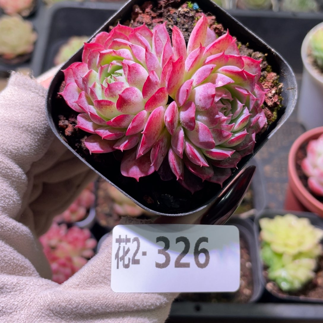 花利美2-326朱砂痣