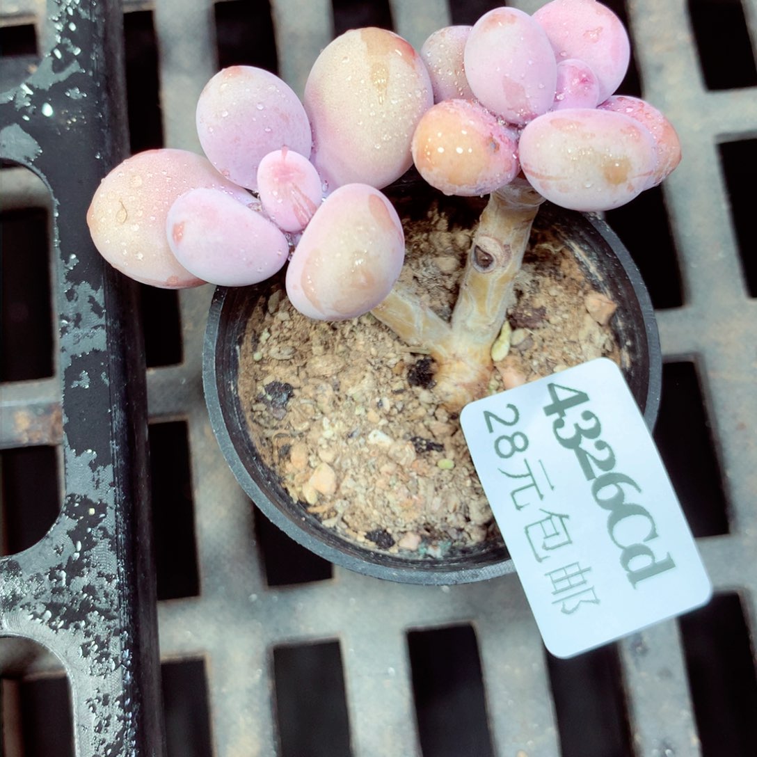 5厘米盆精控多肉4326