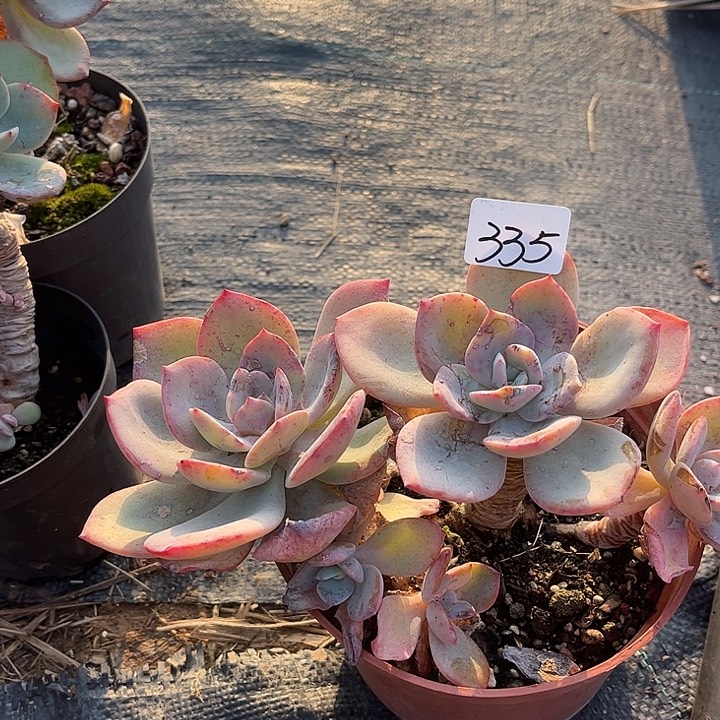 M***@335白凤脱土发货不退不换