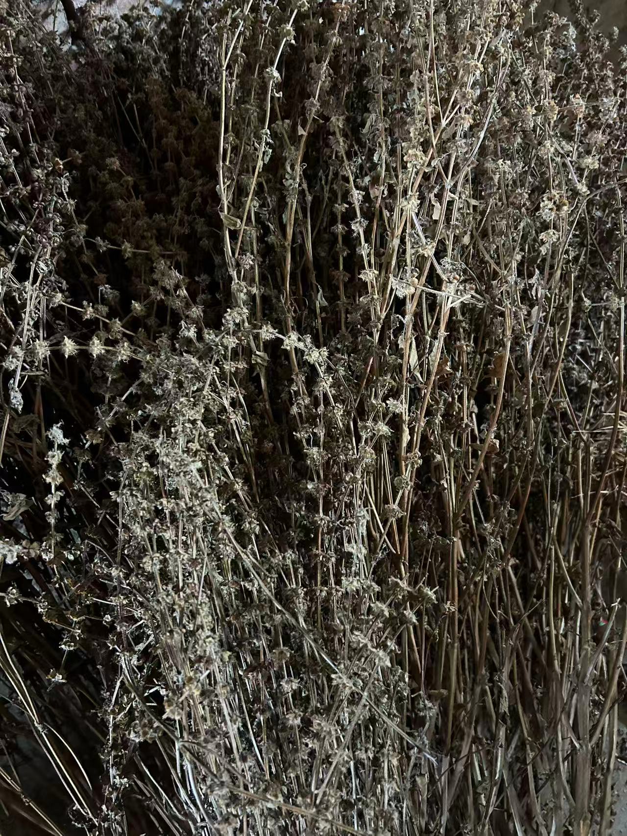 【九层塔】严选叶菜类金不换九层塔500g包邮