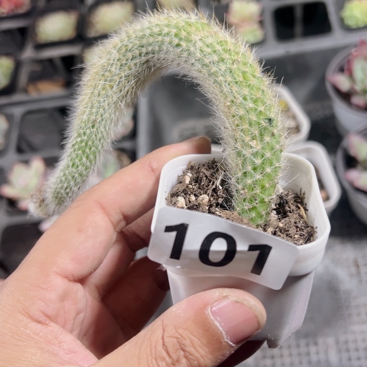 九尾狐精品多肉植物大战