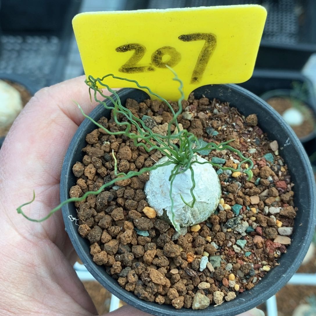 泰迪海葱多肉植物