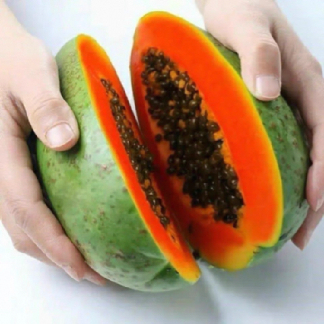 大青红肉木瓜苗 一年四季品种 纯甜好吃